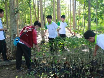 โครงการปลูกป่าเฉลิมพระเกียรติ